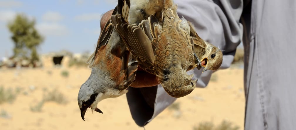 A bird hunter with red-backed shrikes Captured migratory birds in Egypt