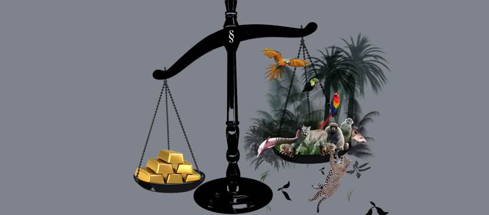 Gold and the rainforest hanging in the balance