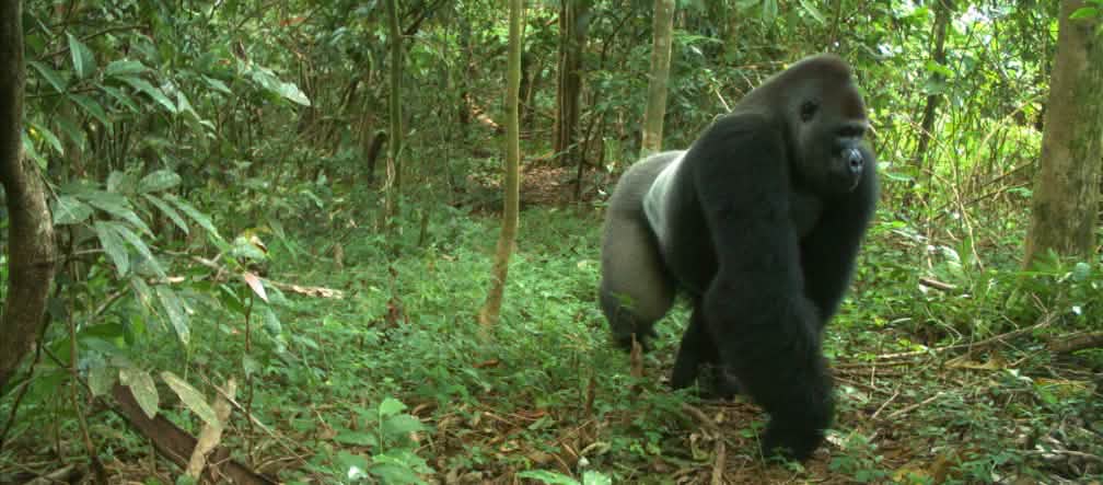 Camera trap image of a Cross River gorilla Cross River gorilla