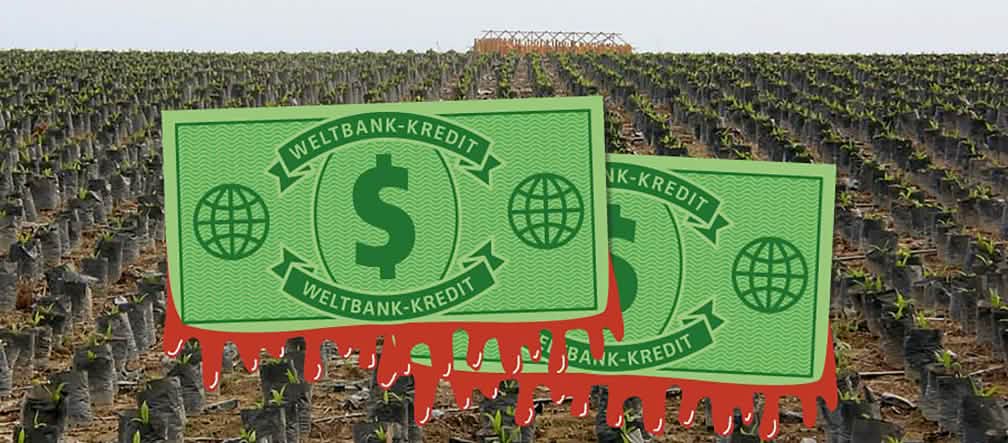 The World Bank finances huge oil palm plantations in Honduras