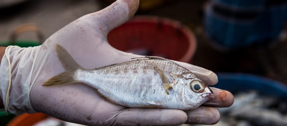 Whipfin silver biddy (Gerres filamentosus)