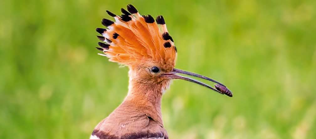 Europe: the loss of suitable habitats and nesting sites, as well as a lack of food due to the use of pesticides, are the causes. Eurasian hoopoe (Upupa epops)