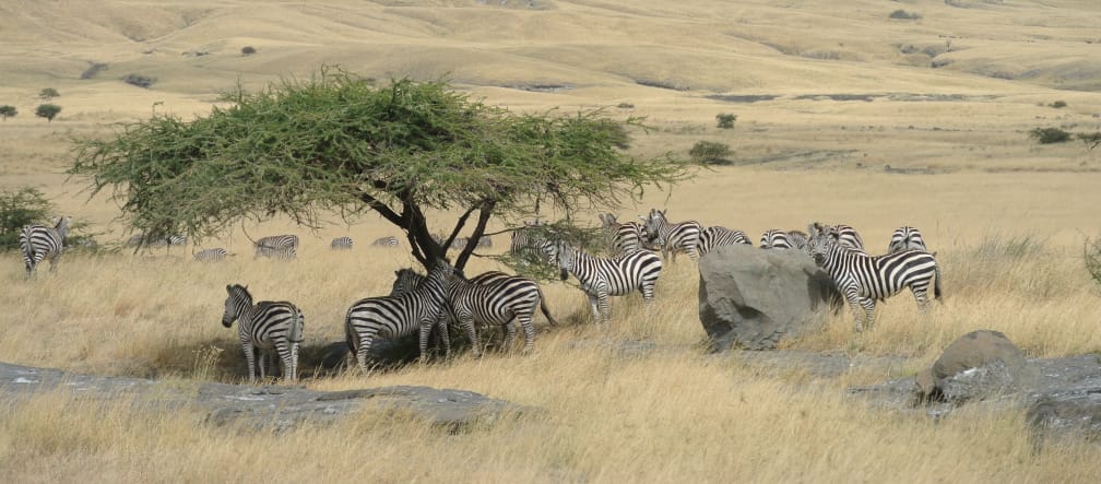 A herd of zebras under a tree surrounded by yellow grasslands