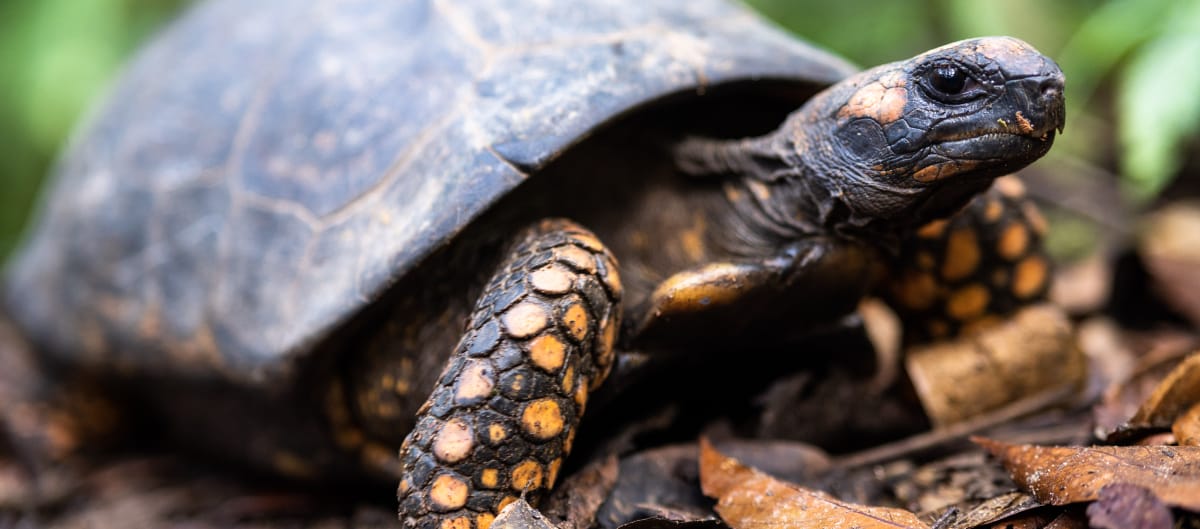 Brazilian giant tortoise