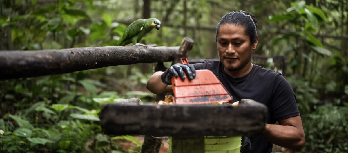 A man cleans an animal feeder on a small wooden pedestal in the rainforest while being watched by a green parrot