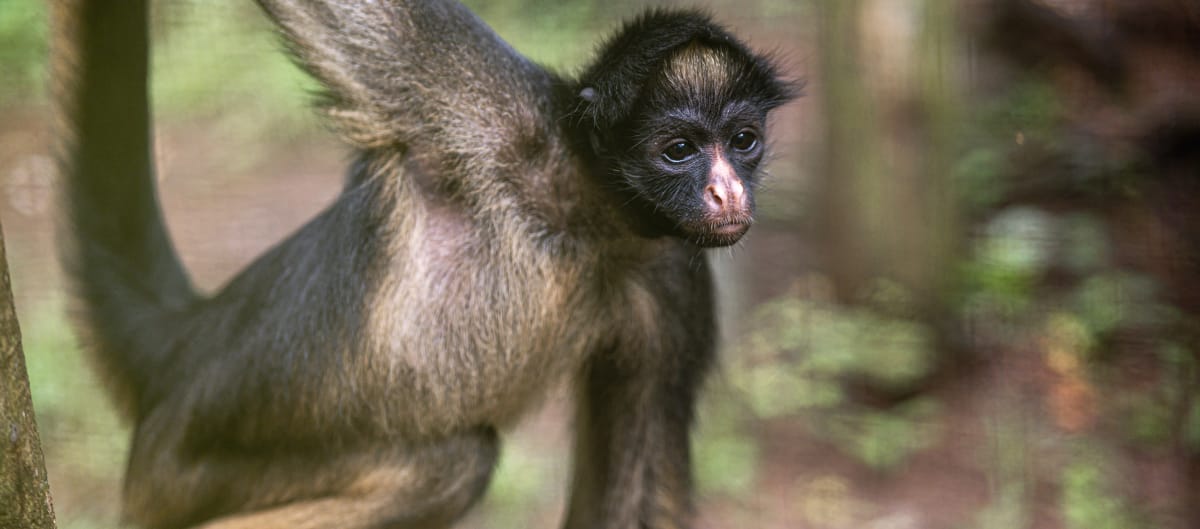 A white-bellied spider monkey on a tree