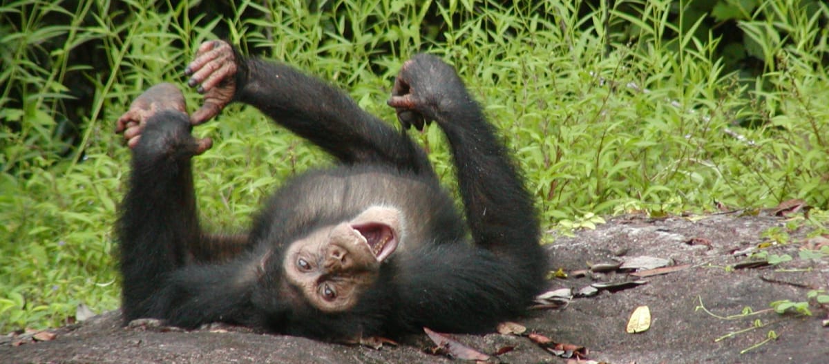 Juvenile chimpanzee