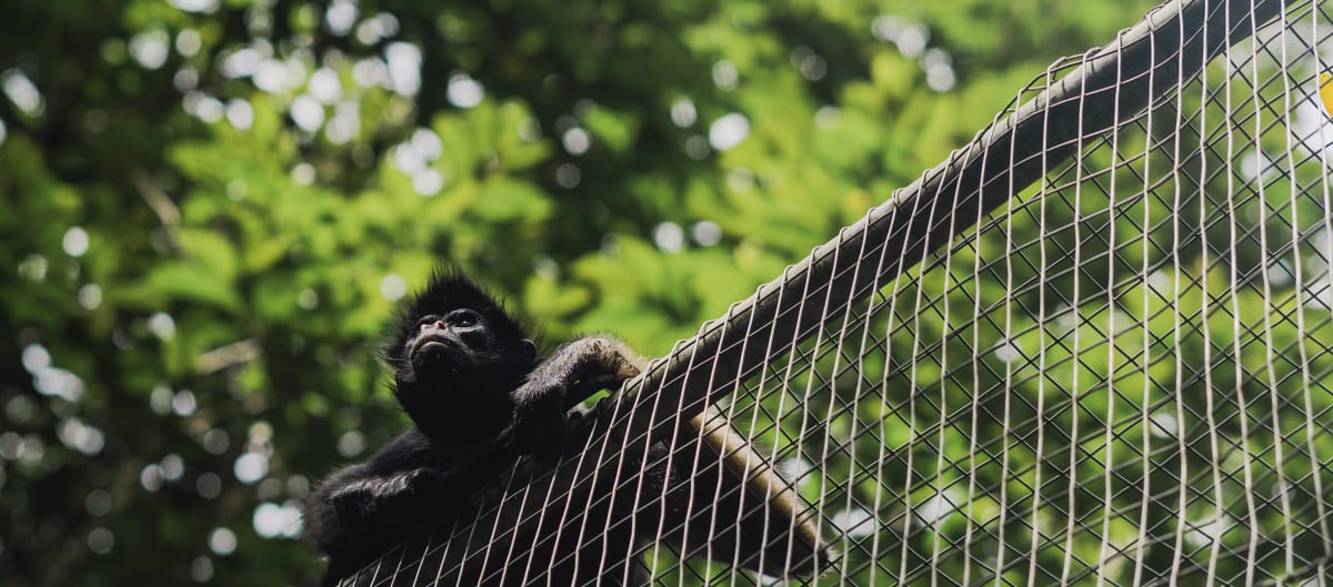 A white-bellied spider monkey resting on the wire mesh of an enclosure in the rainforest and looking out into the surrounding area