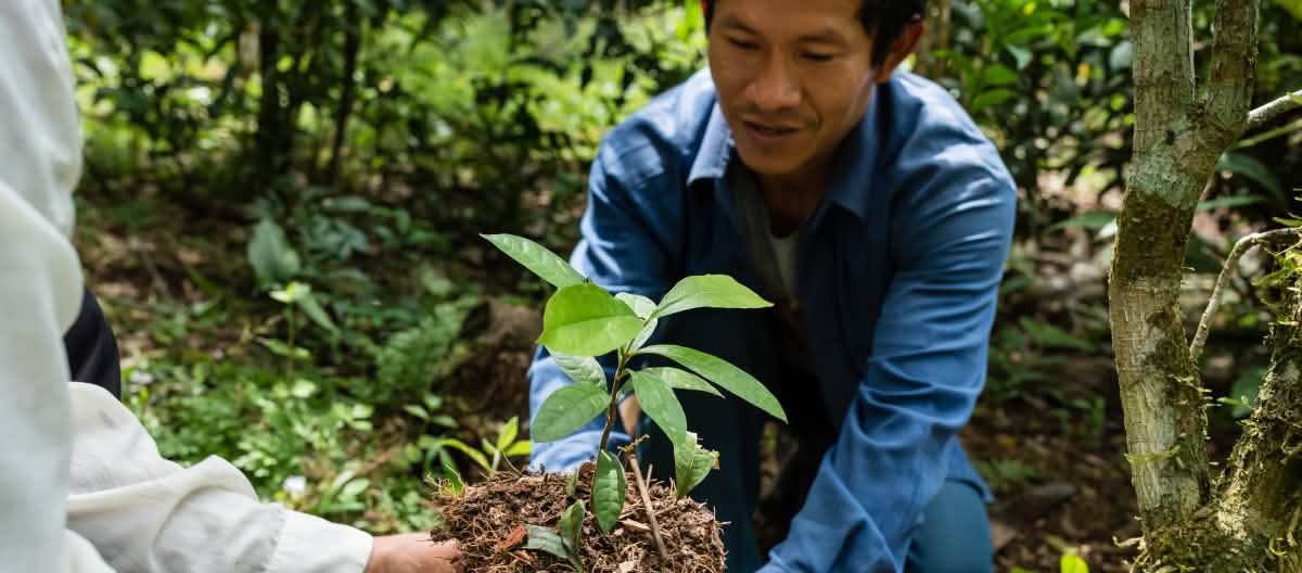 Medicinal plants such as Brunfelsia grandiflora (sapling in the picture) play an important role in the traditional medicine of the indigenous peoples in the Amazon region. Afforestation in the rainforest