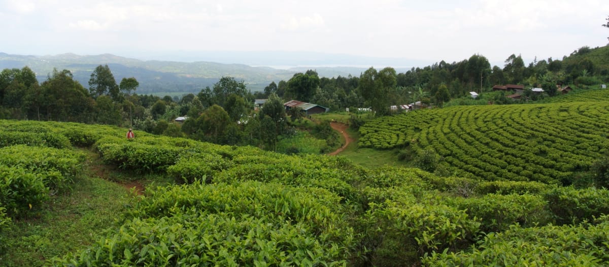 Batwa village with tea garden near Kahuzi-Biega National Park