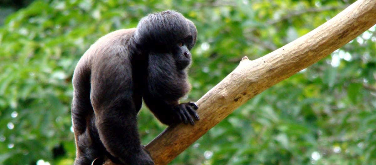 Black bearded saki