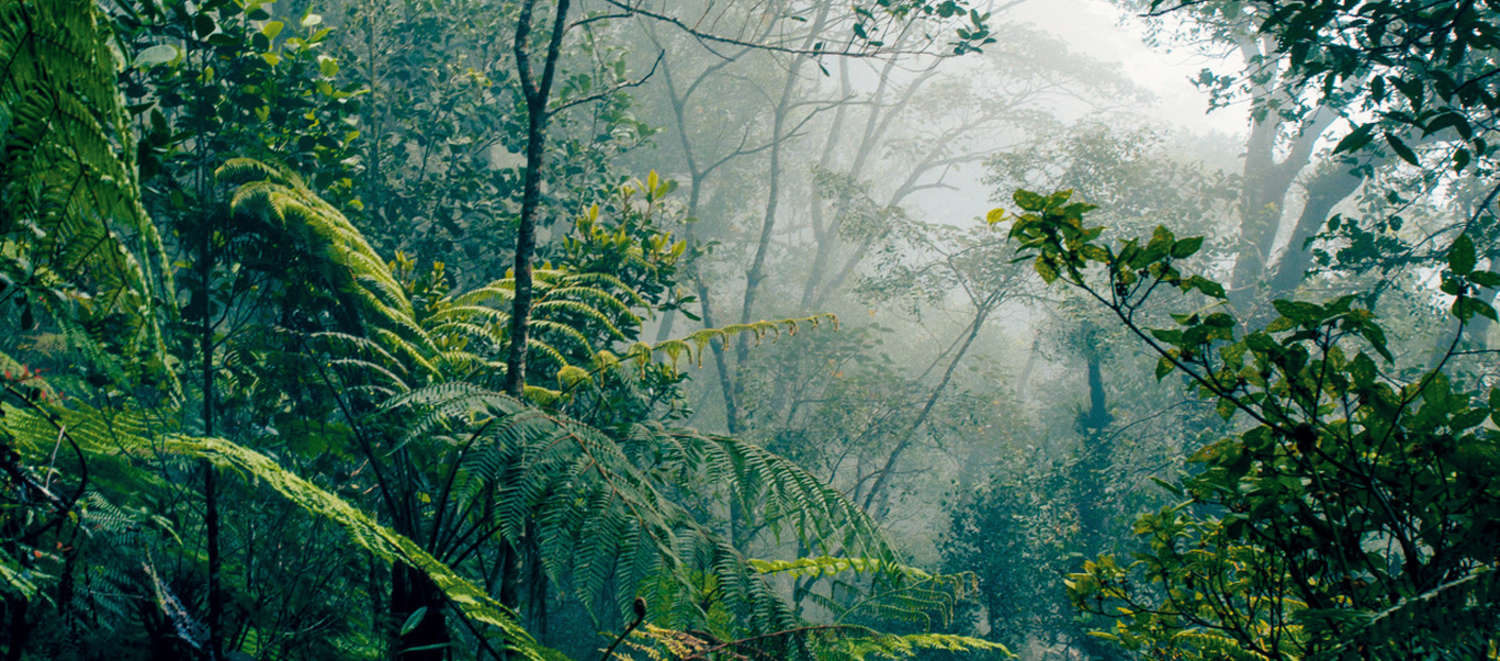 Rainforest on Borneo