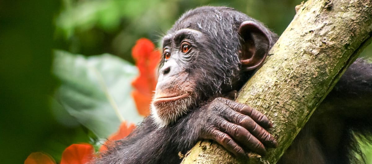 Chimpanzee in Liberia