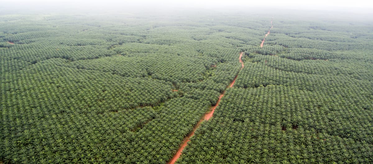 Korindo oil palm plantation