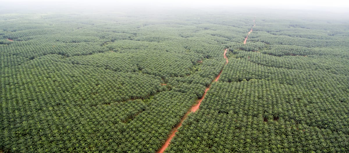 Korindo oil palm plantation