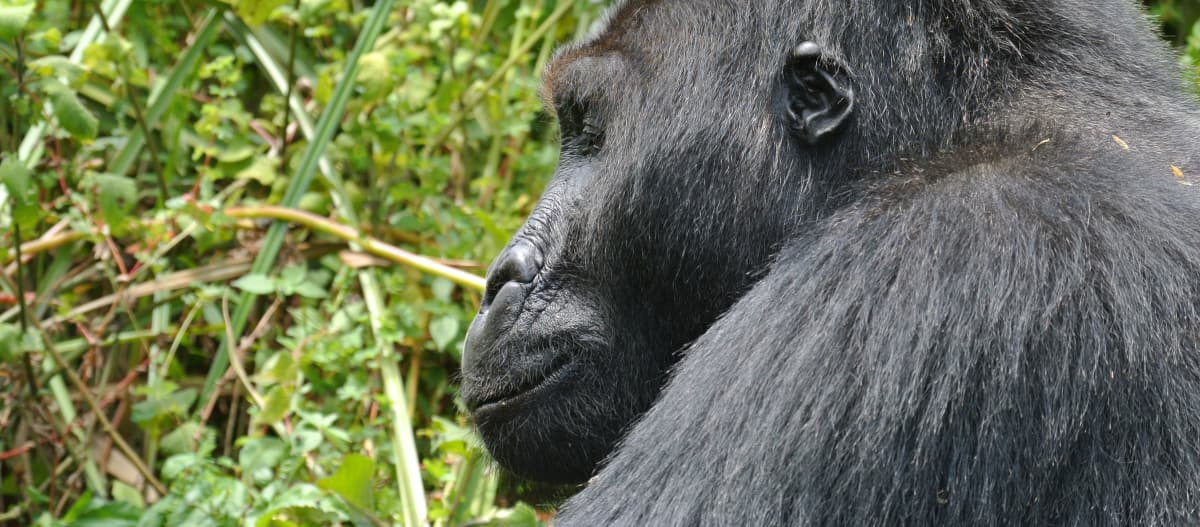 Eastern lowland gorilla in Kahuzi-Biega National Park