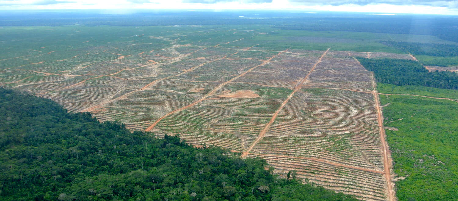 Aerial view of a clearing for oil palms in Peru