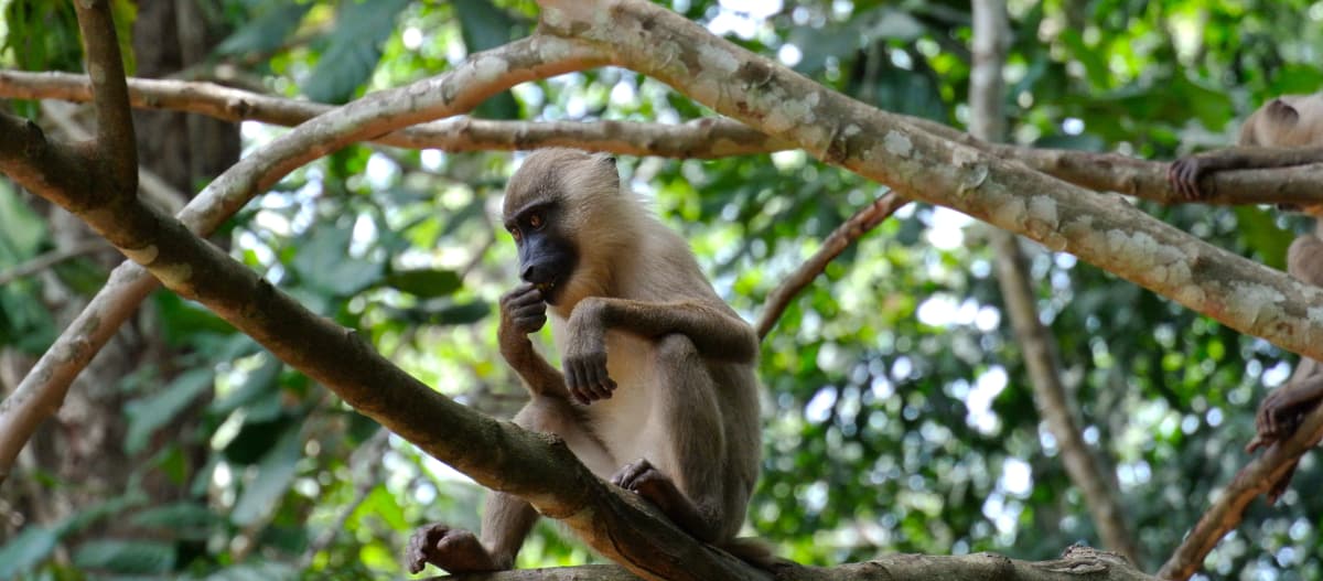 Primate on a tree