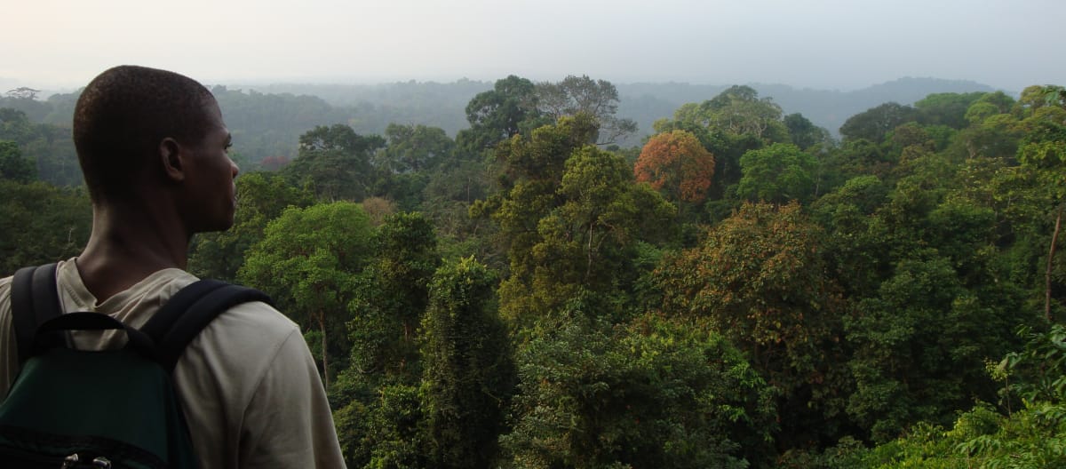 Rainforest south of Korup National Park, Cameroon