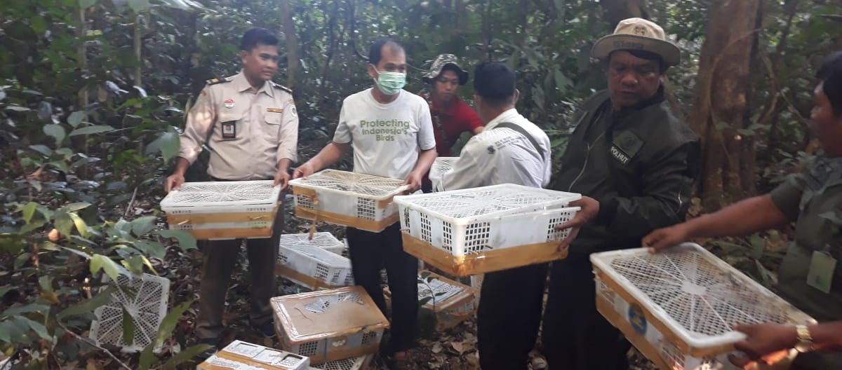 Members of our partner organization FLIGHT releasing captive wild birds in a forest