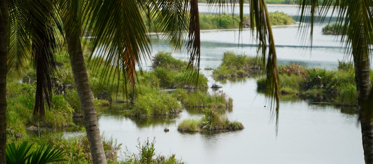 Paya-Nie ecosystem, Sumatra