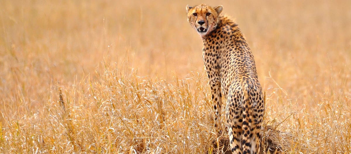 Cheetah in the Serengeti