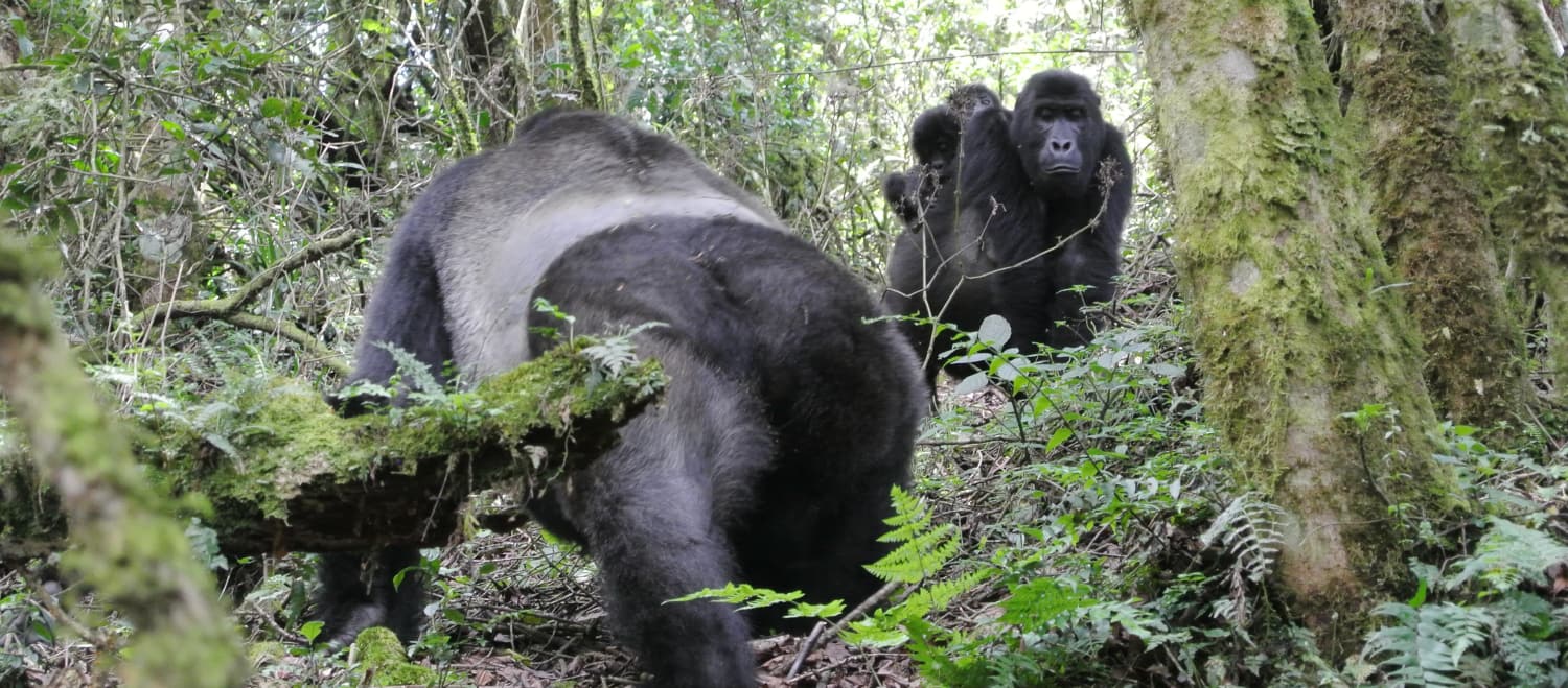 Eastern lowland gorillas with twins in Kahuzi-Biega National Park
