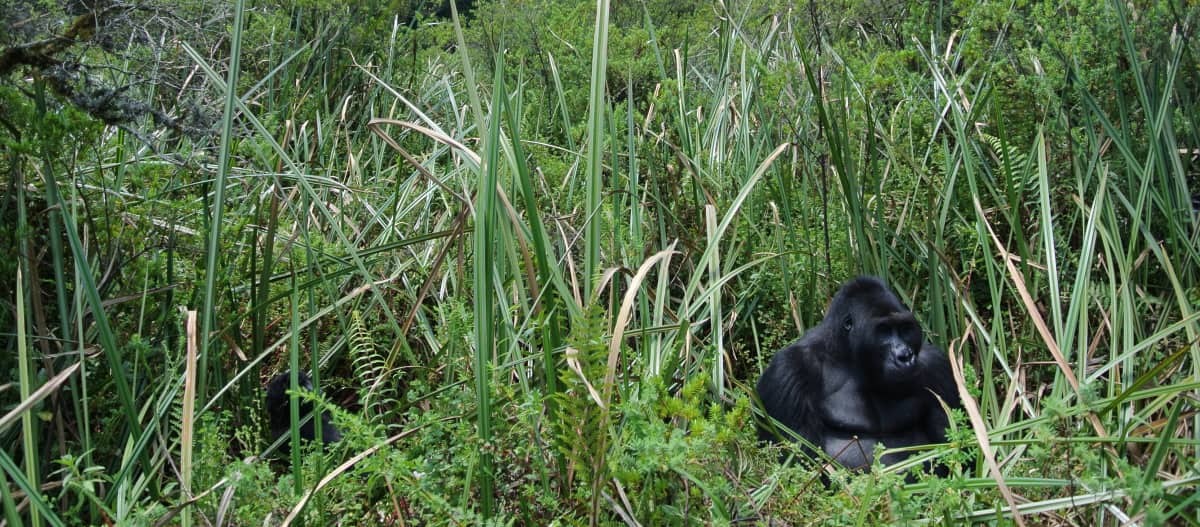 Gorilla Bonané in bamboo