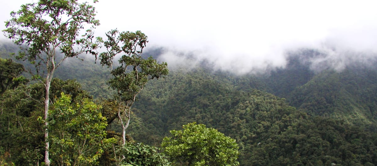 Mist-shrouded mountain rainforest in the Intag region of northern Ecuador