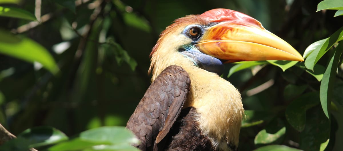 Hornbill from Sulawesi, Indonesia