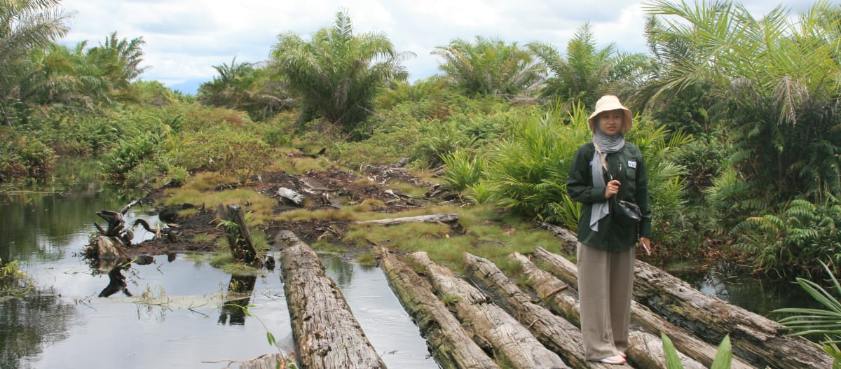 An AWF staff member stands on logs in the peat bog. Oil palms can be seen on either side.