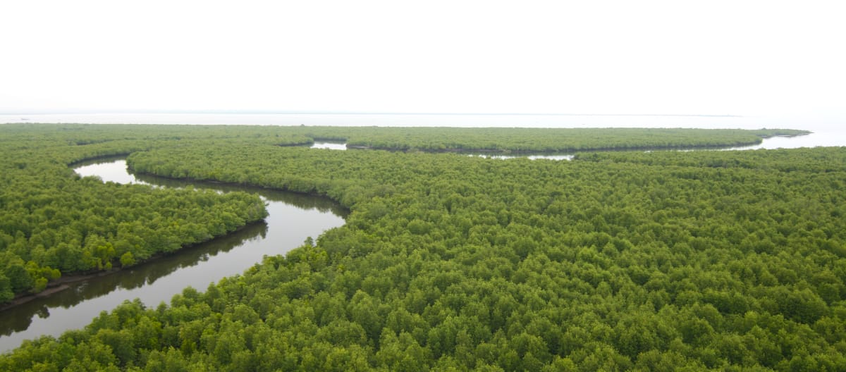 Aerial view of dense mangrove forest. A river meanders through the forest to the coast on the horizon.