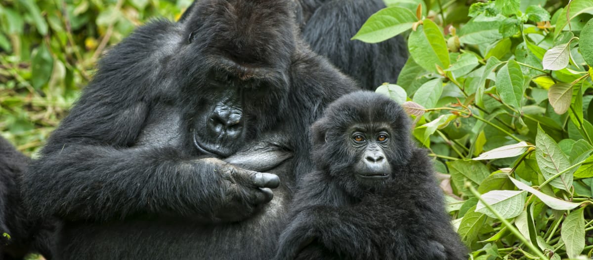 Gorilla with infant