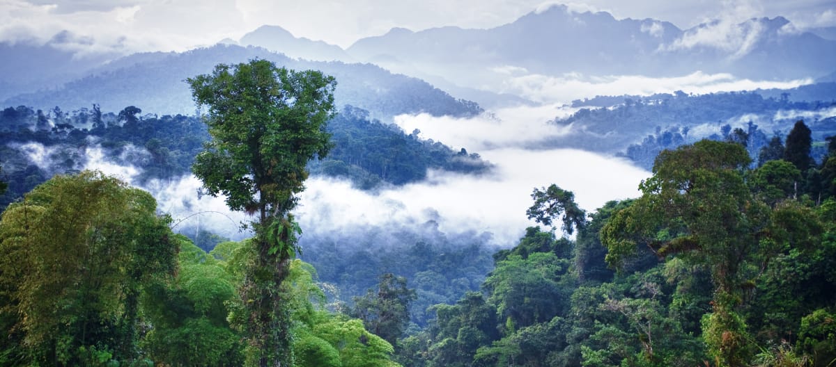 Los Cedros mountain rainforest, Ecuador