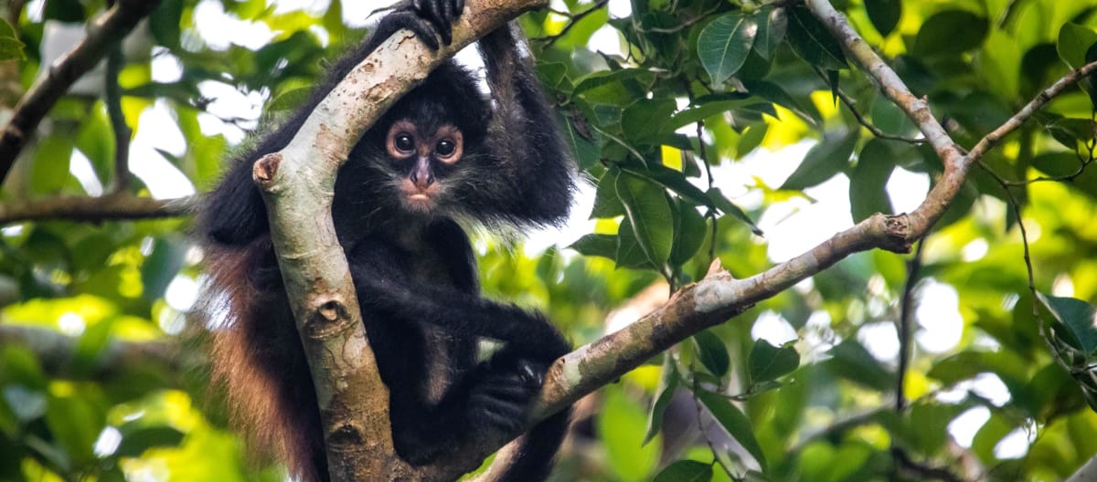 Brown-headed spider monkey holding on to a branch