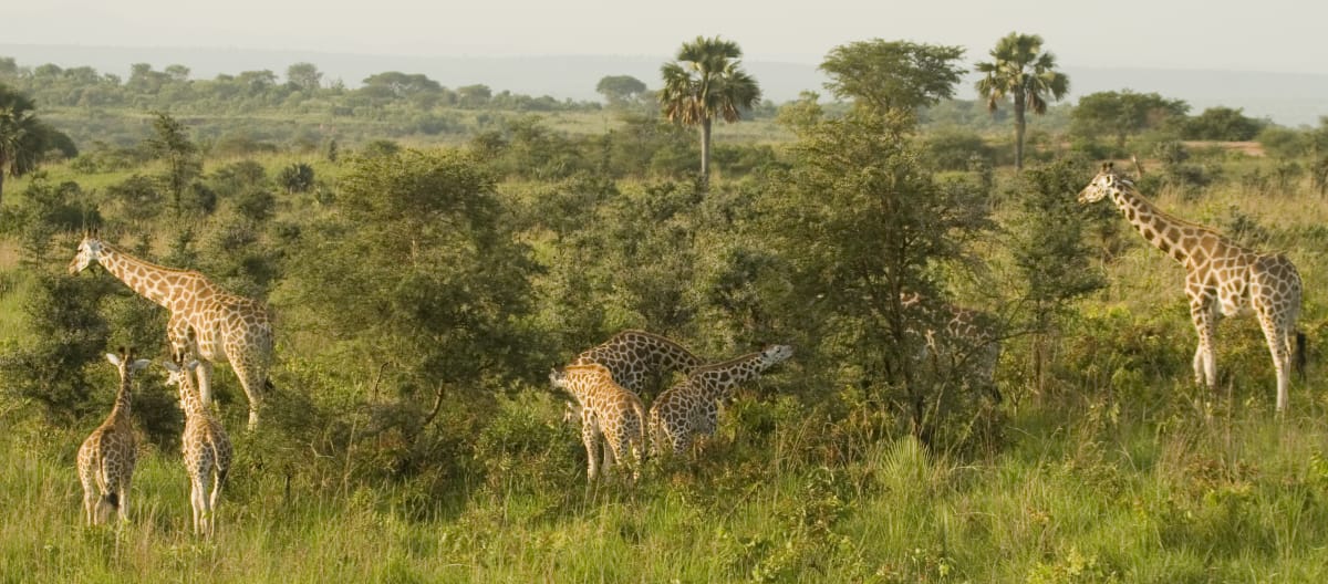 Giraffes in Murchison Falls National Park, Uganda