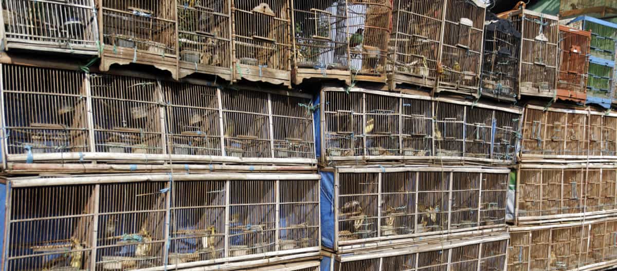 Bird market in Jakarta