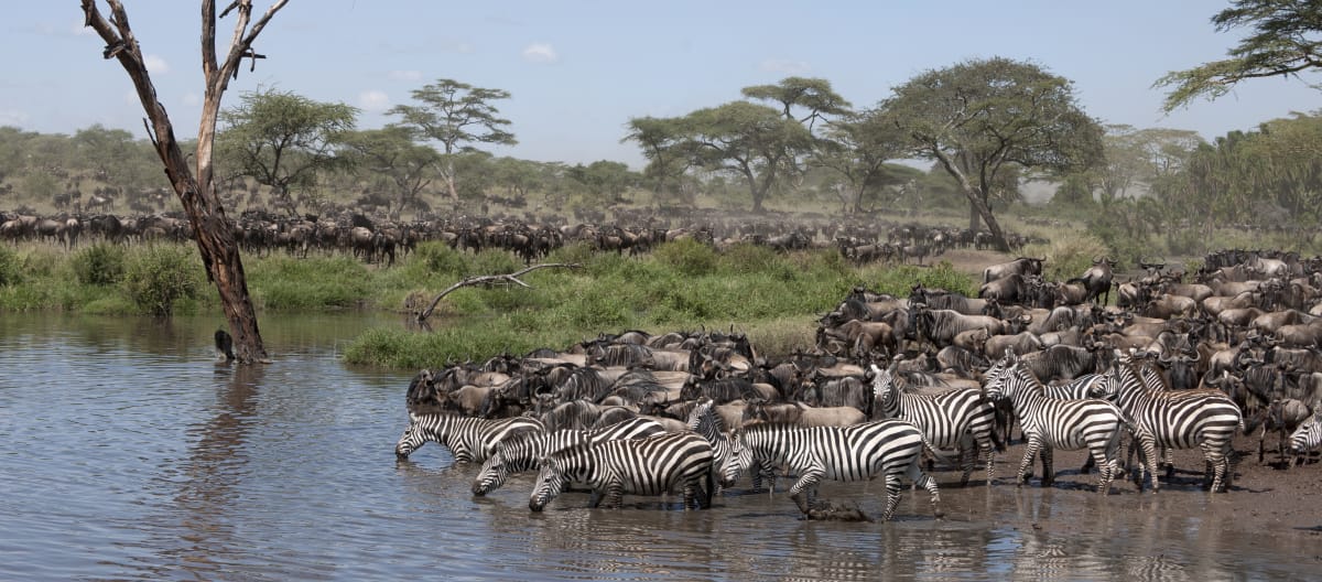 Zebras and wildebeests in the Serengeti National Park, Tanzania