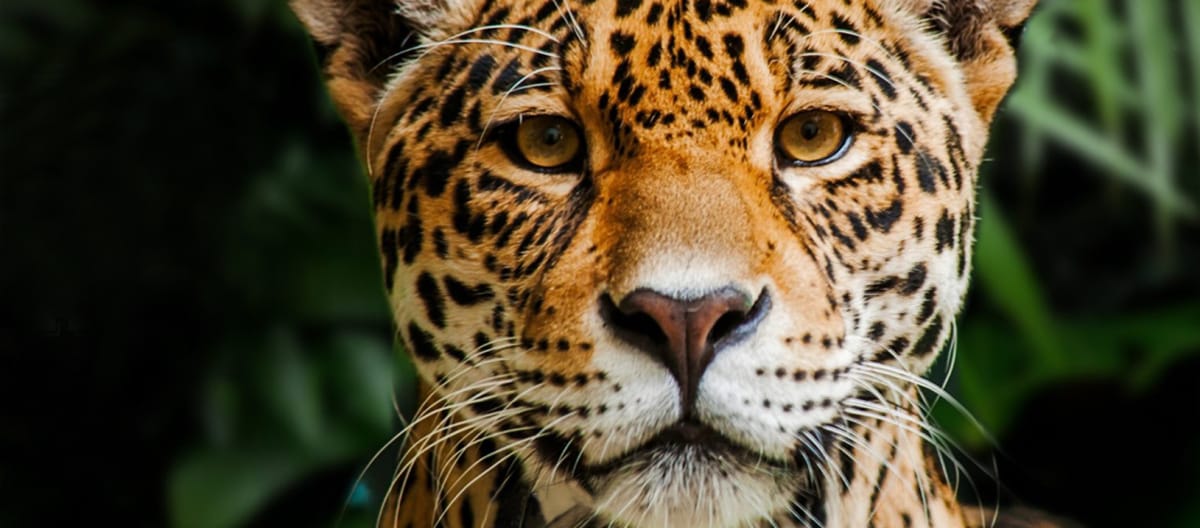 Jaguar in Indio Maiz Biosphere Reserve