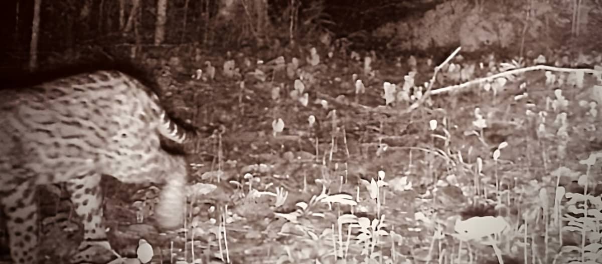 Nocturnal camera trap image of a jaguar in the forest