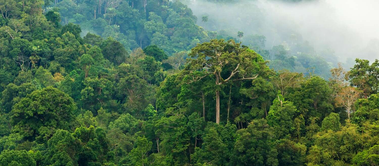 Rainforest in the morning mist