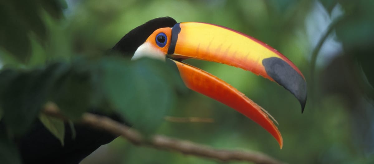 A giant toucan sitting on a branch in the rainforest