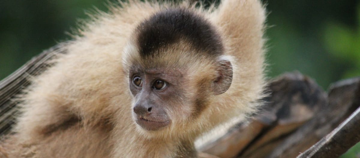 Kaapori capuchin monkey