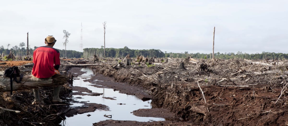 Destruction of the rainforest