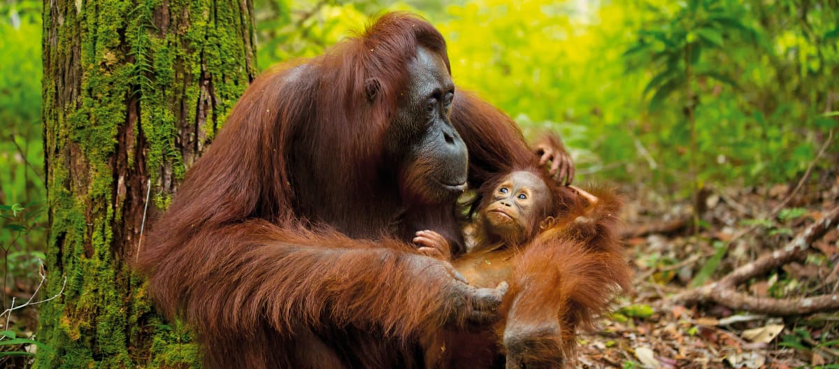 Orangutan mother and infant