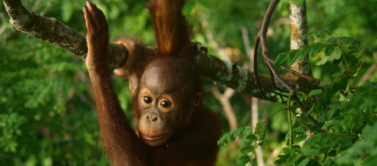 Juvenile orangutan in a tree