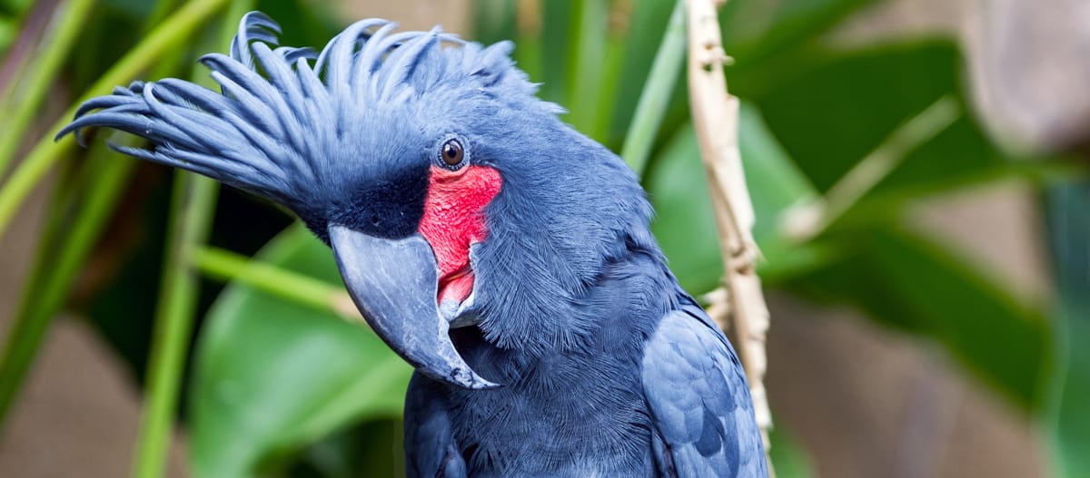 Palm cockatoo