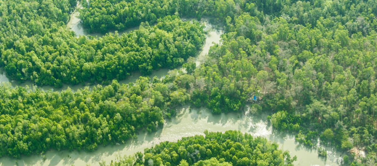 A river meandering through rainforest