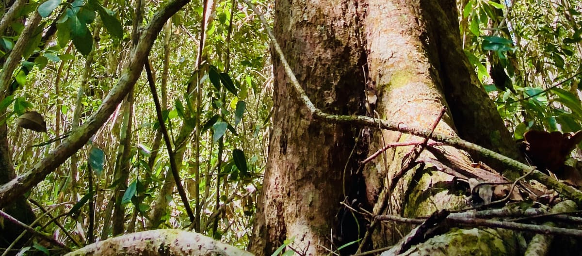 A forest giant surrounded by dense vegetation