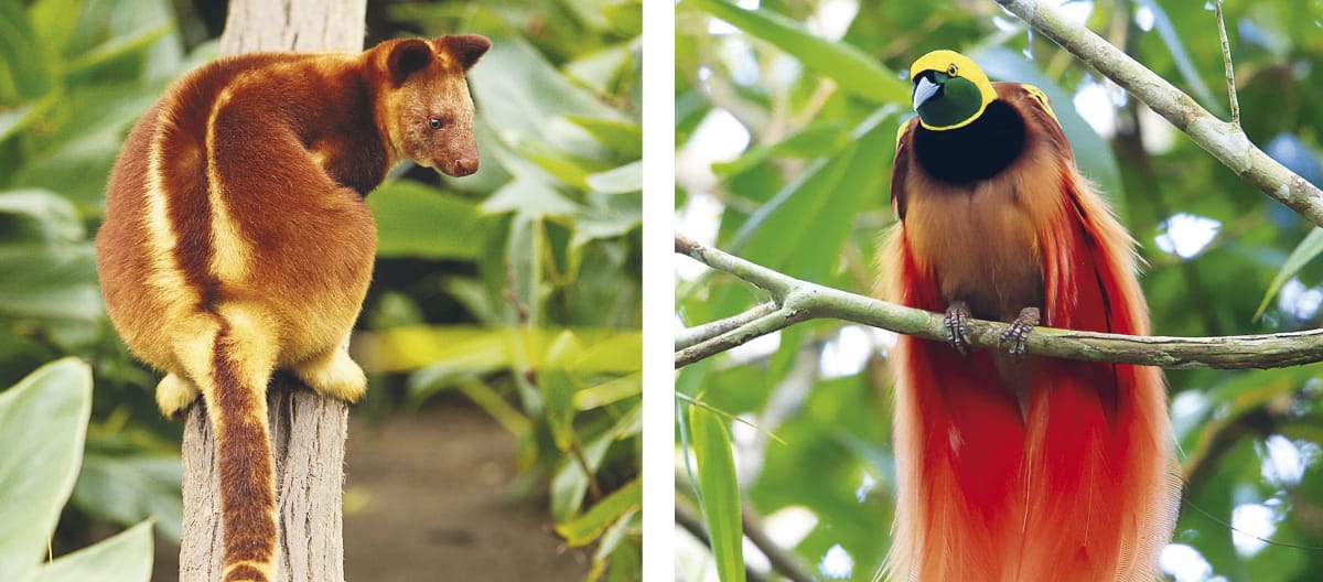 Collage: biodiversity in Papua